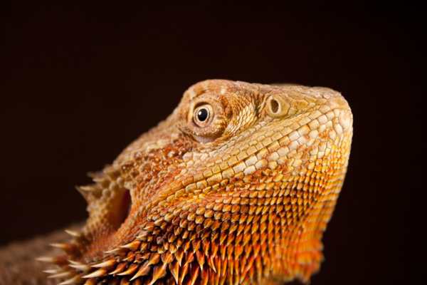 Pogona vitticeps "Suprise"