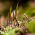 Pogonia Ophioglossoides