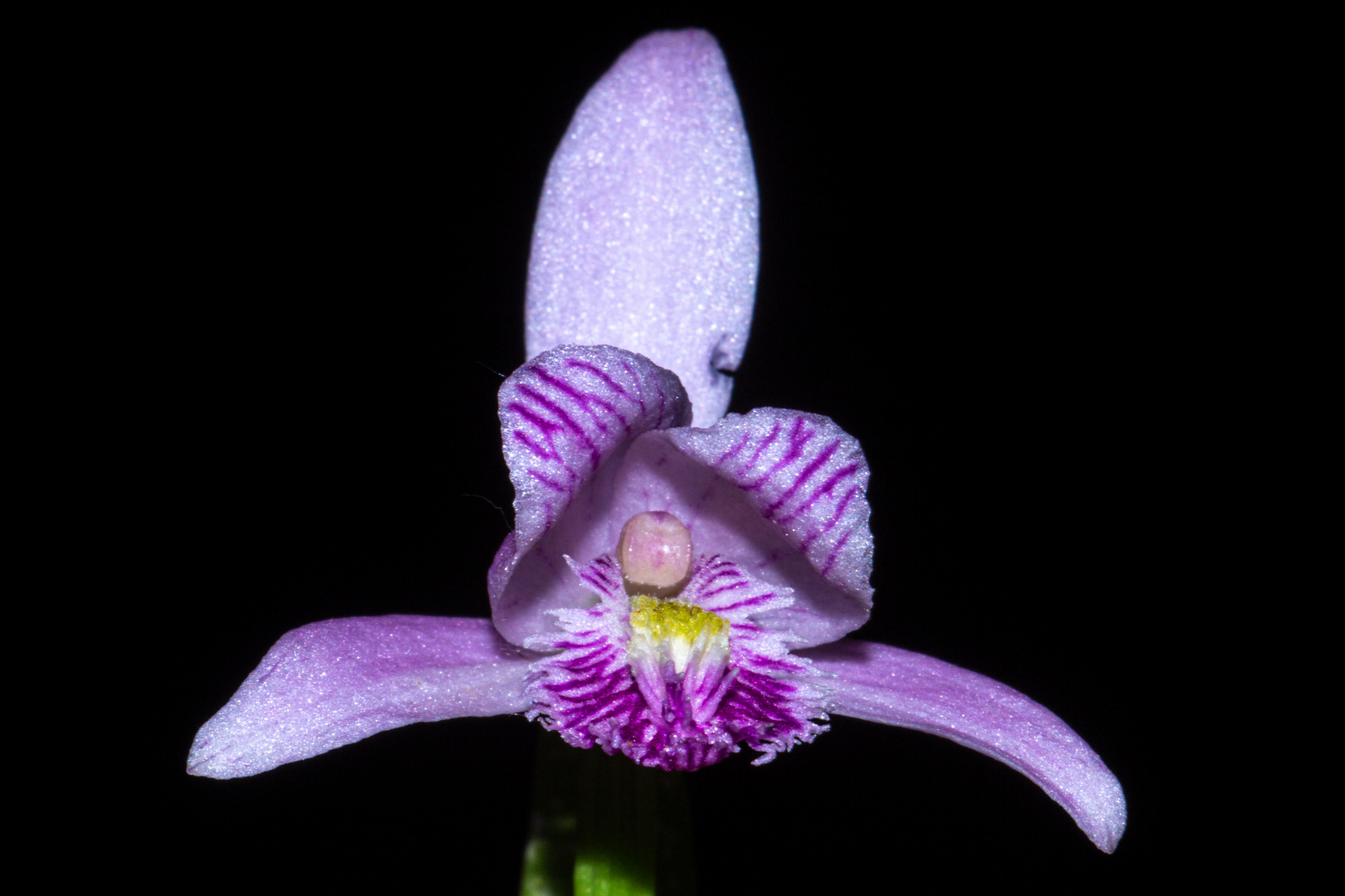 Pogonia ophioglossoides (Orchid)