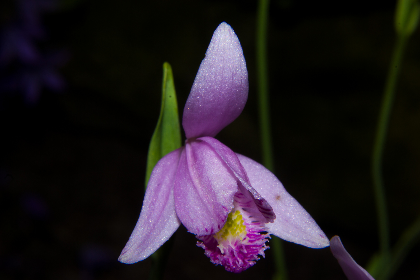 Pogonia ophioglossoides (Orchid)