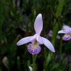 Pogonia ophioglossoides (Orchid)