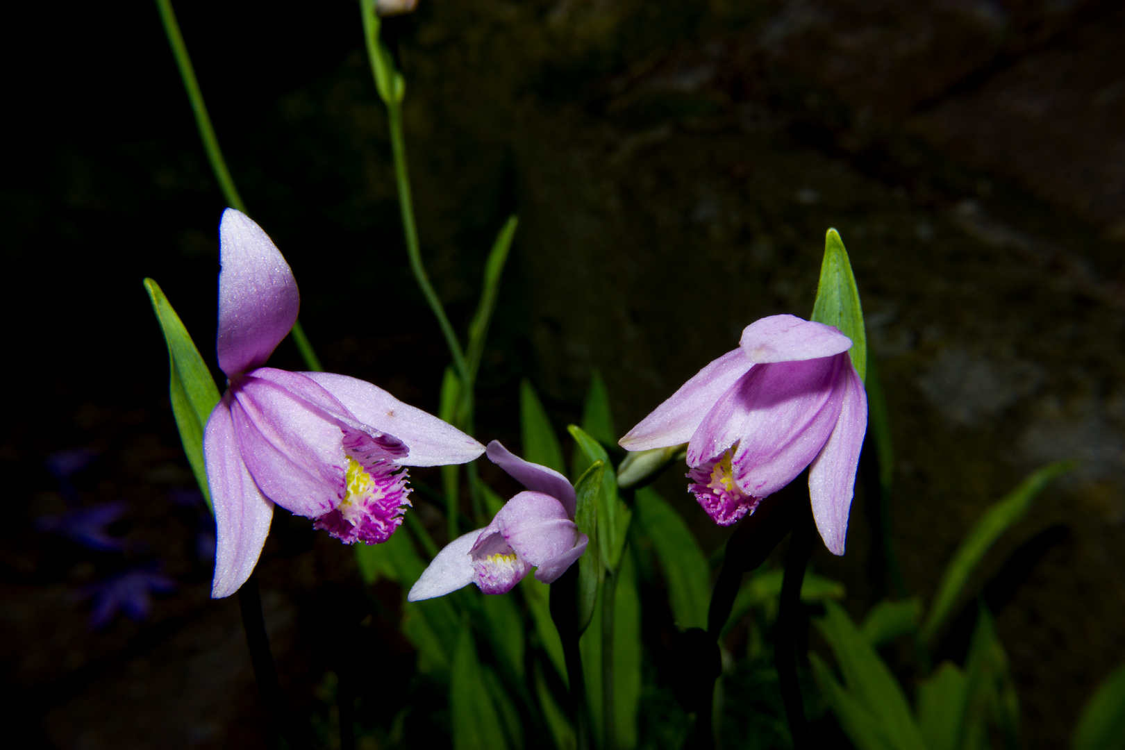 Pogonia ophioglossoides (Orchid)