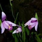 Pogonia ophioglossoides (Orchid)