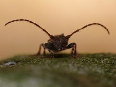 Pogonocherus hispidulus