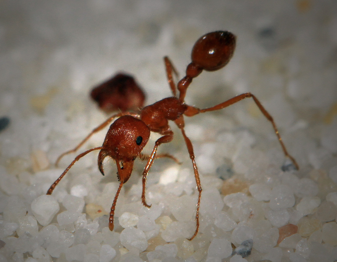 Pogonomyrmex Maricopa