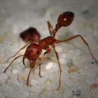 Pogonomyrmex Maricopa