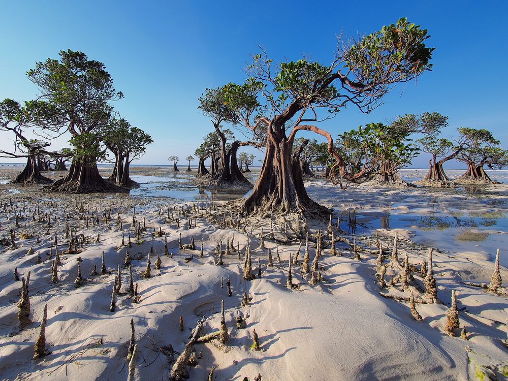 Pohon Bako