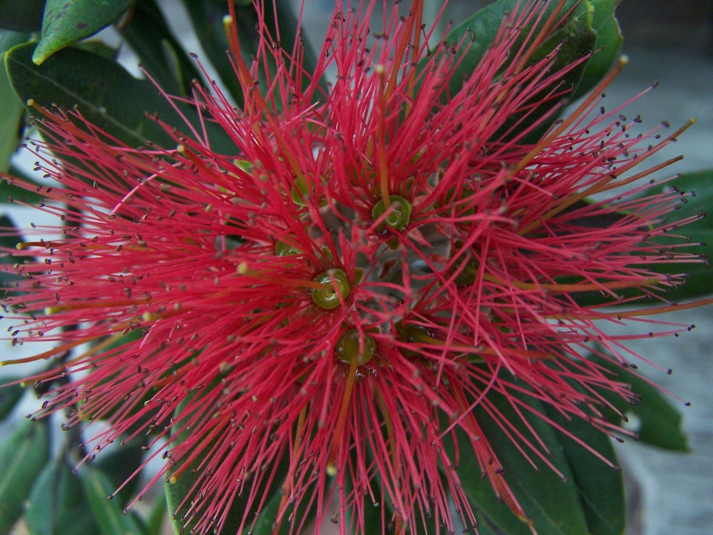 Pohutukawa