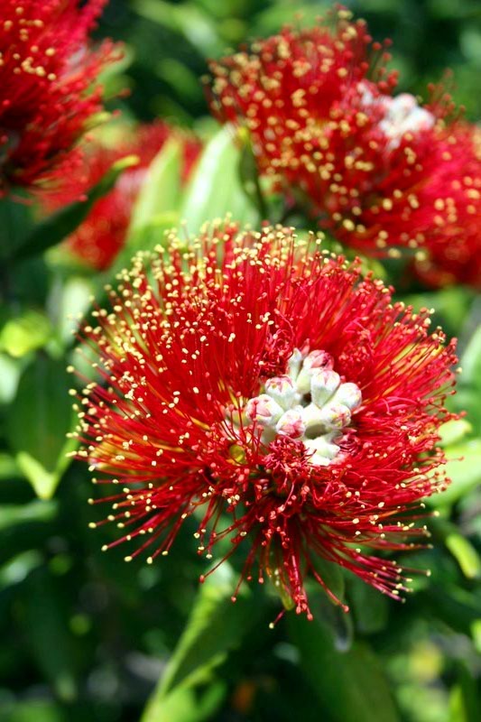 Pohutukawa