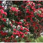  Pohutukawa