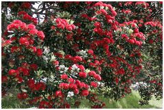  Pohutukawa