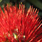 Pohutukawa