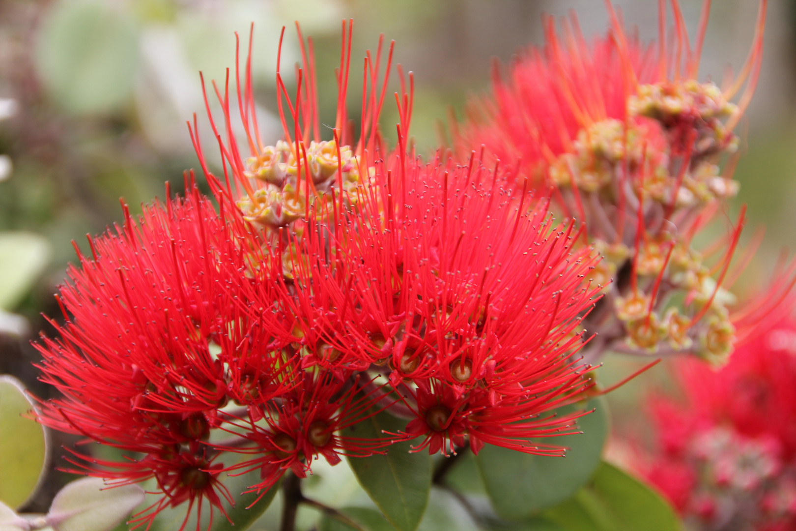 Pohutukawa