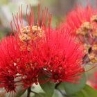 Pohutukawa