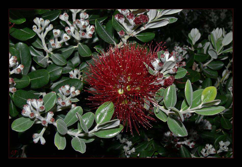 Pohutukawa...