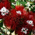 Pohutukawa