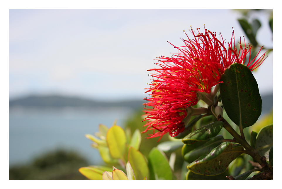 Pohutukawa auf Matiu/Somes Island