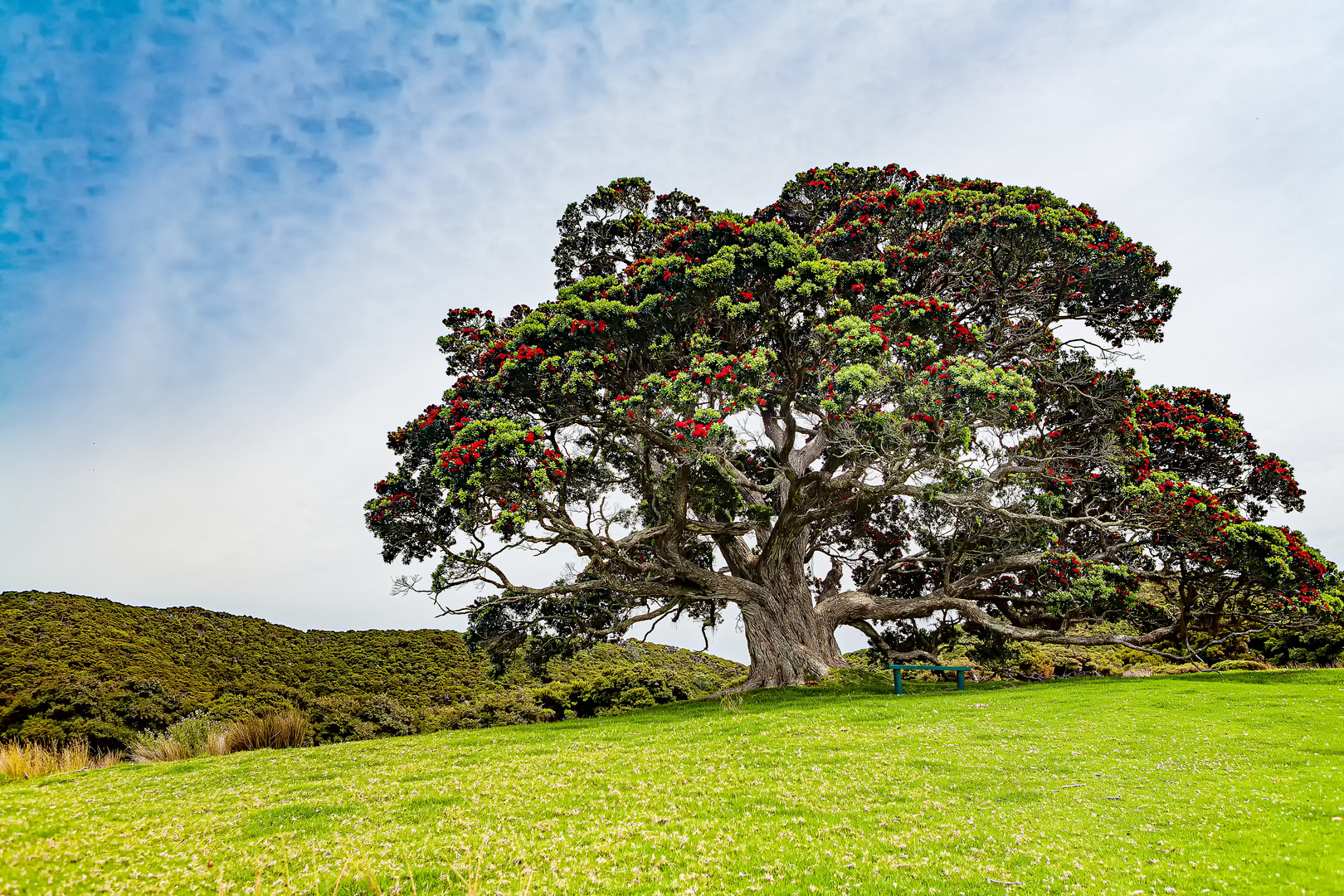 Pohutukawa-Baum