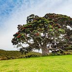 Pohutukawa-Baum