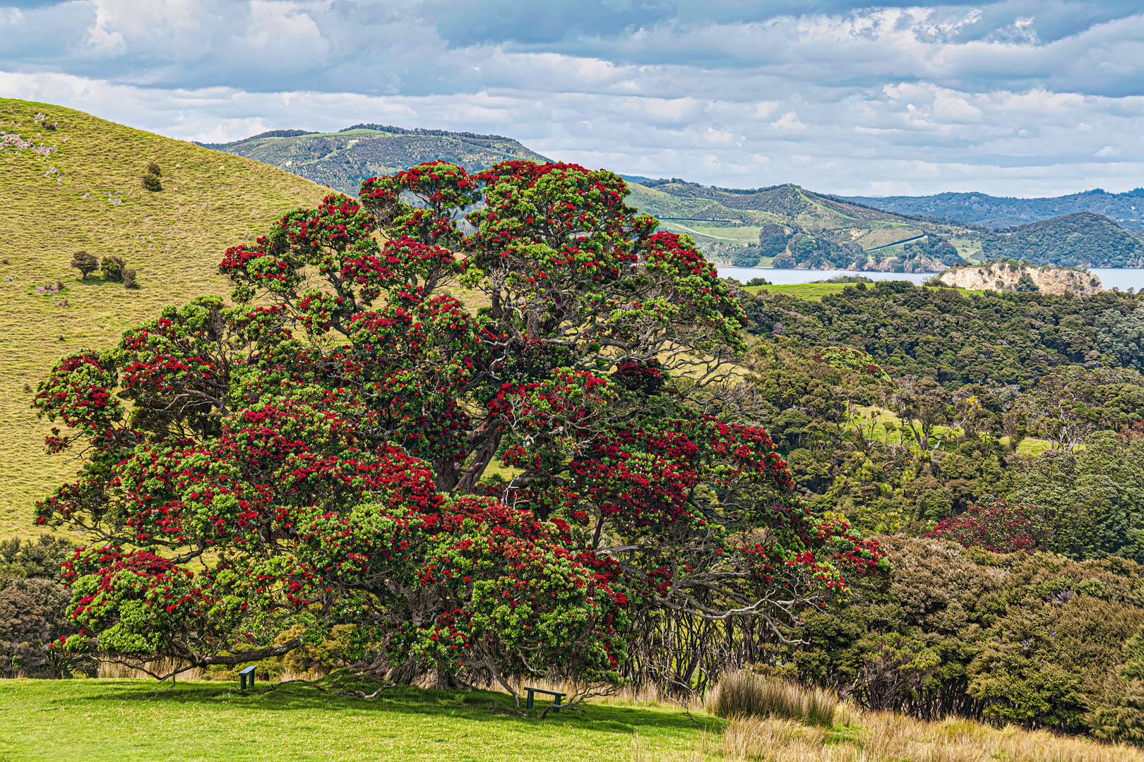 Pohutukawa-Baum