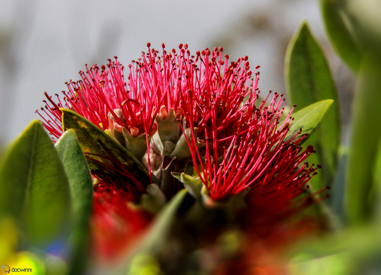 Pohutukawa Blüte