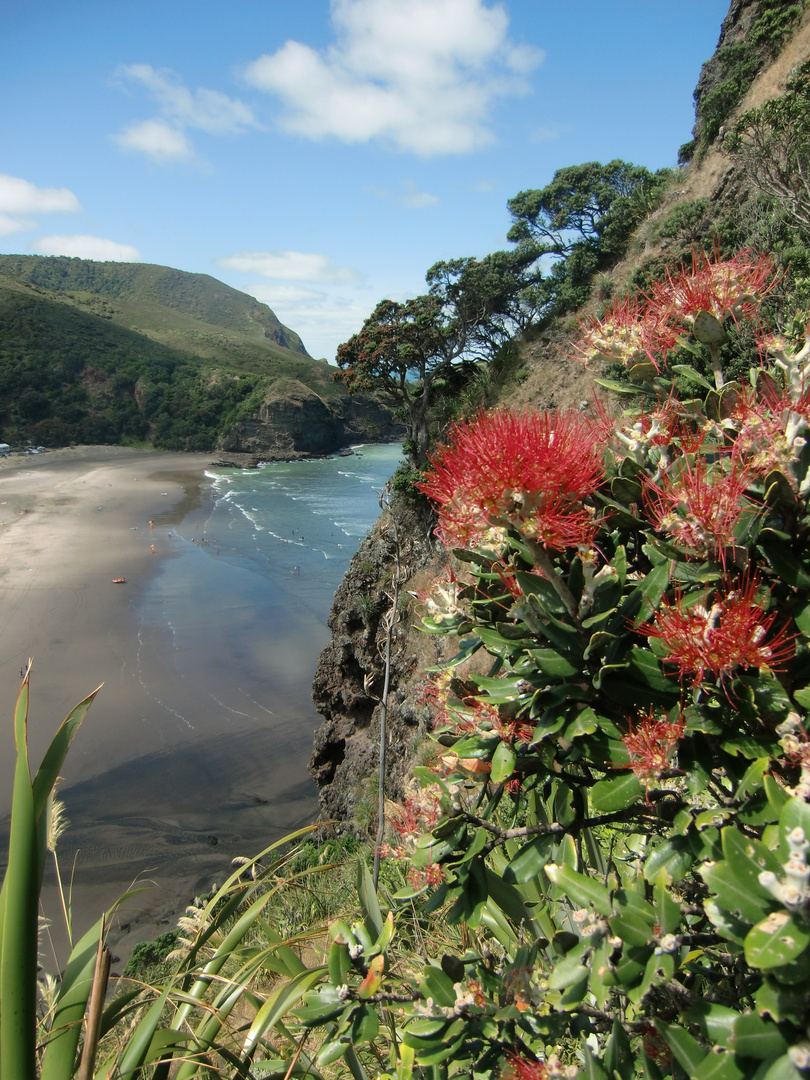 Pohutukawa Piha Beach