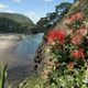 Pohutukawa Piha Beach