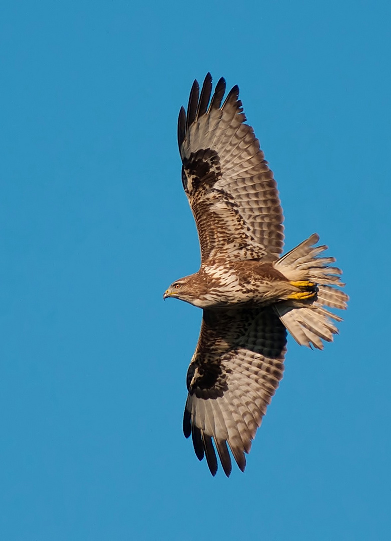 POIANA BOTEO BOTEO IN VOLO...