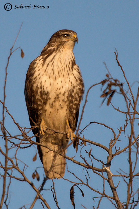 Poiana (Buteo buteo)