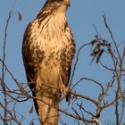 Poiana (Buteo buteo)