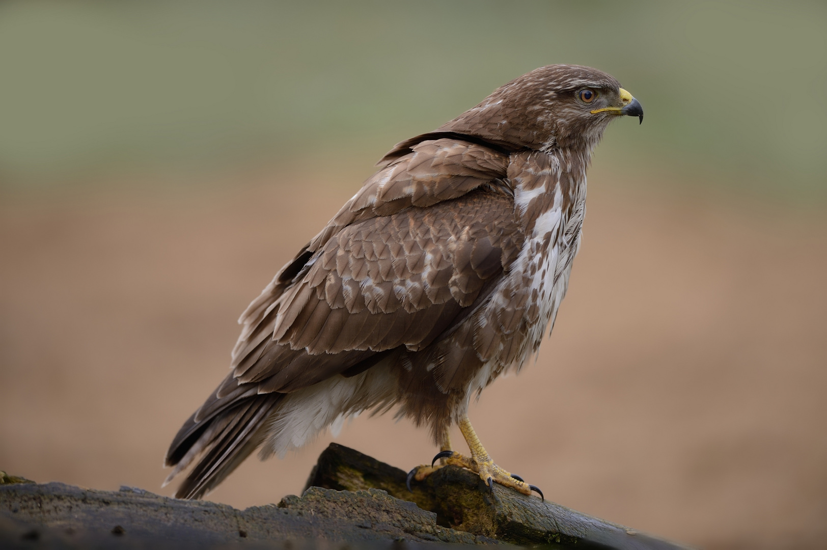 Poiana - buteo buteo