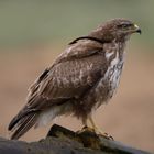 Poiana - buteo buteo