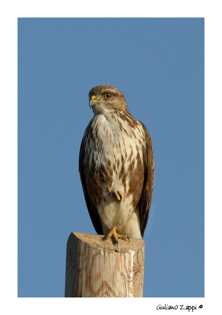 Poiana (Buteo buteo).