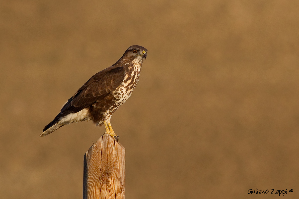 Poiana (Buteo buteo)