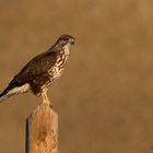 Poiana (Buteo buteo)