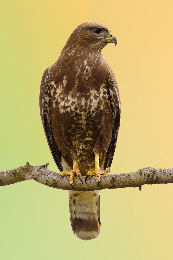 Poiana comune (Buteo buteo)