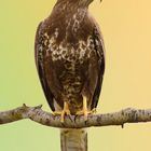 Poiana comune (Buteo buteo)