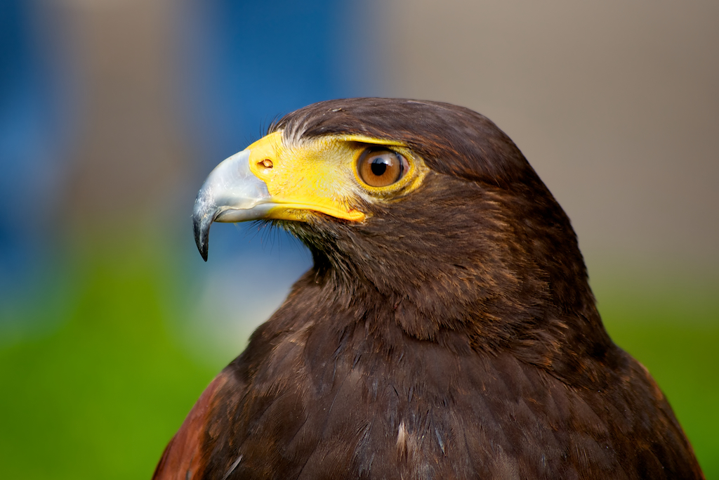 Poiana di Harris Foto % Immagini| animali, animali domestici e da