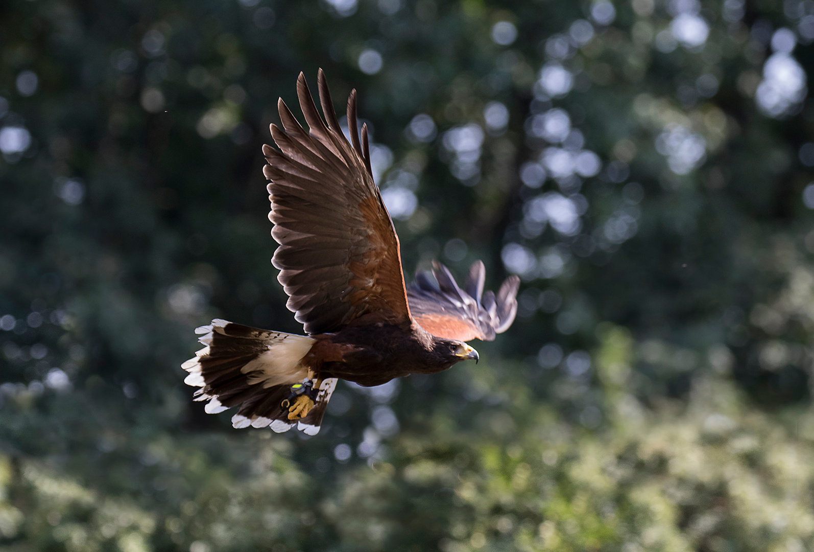 poiana di Harris Foto % Immagini| natura, uccelli Foto su fotocommunity