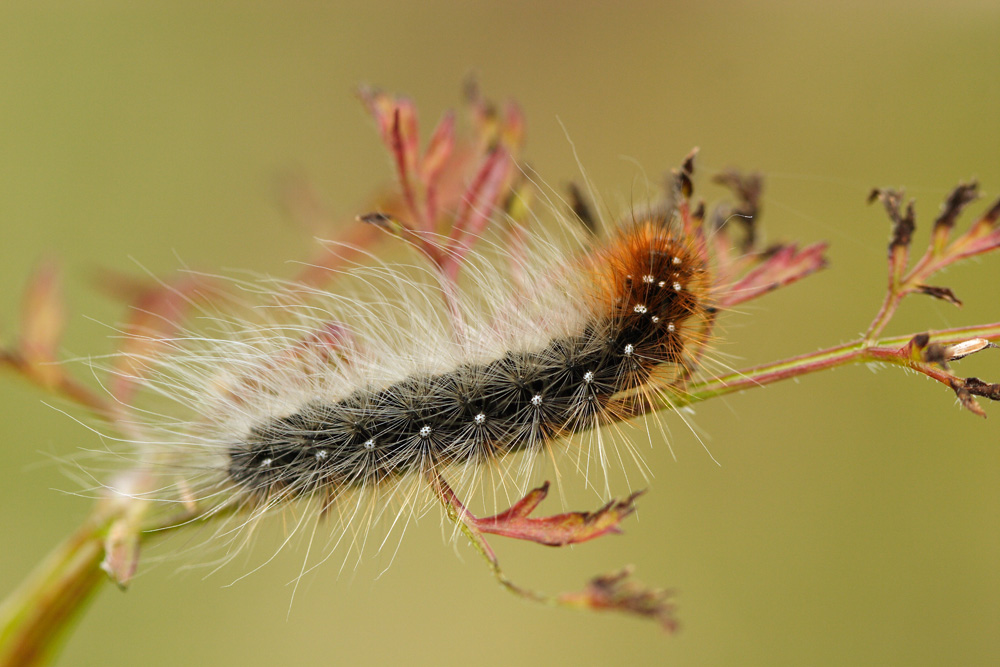 poilue la chenille