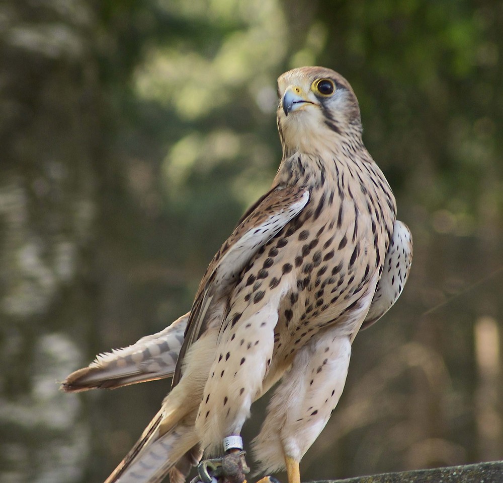 Poing Greifvogelschau