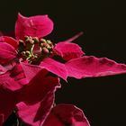 Poinsetia