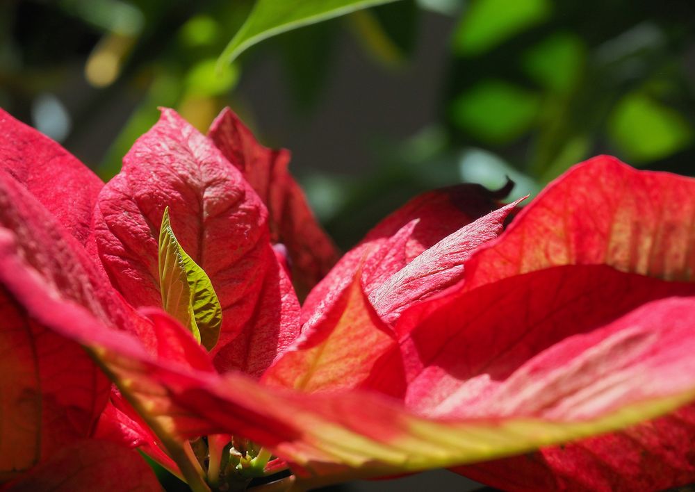 Poinsettia