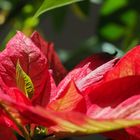 Poinsettia