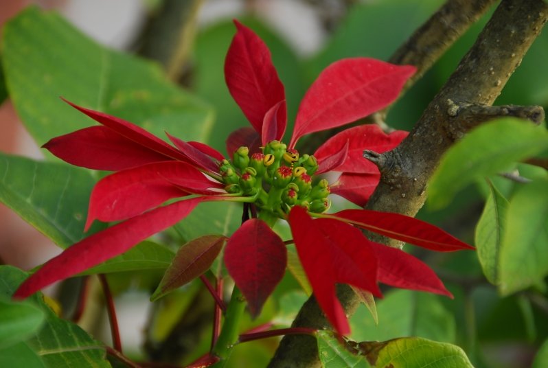 Poinsettia