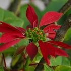 Poinsettia