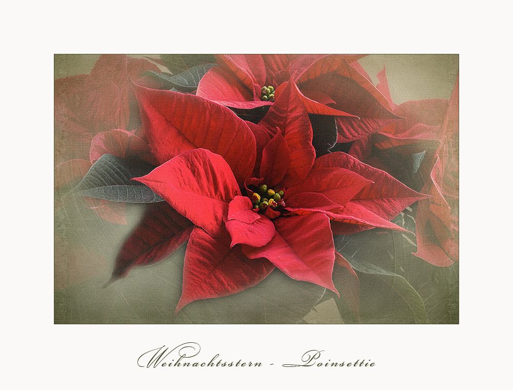 Poinsettia -