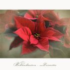 Poinsettia -