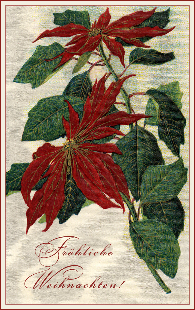 Poinsettia - Weihnachtsstern ...