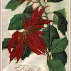 Poinsettia - Weihnachtsstern ...